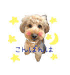 わんにゃんの毎日❤（個別スタンプ：5）