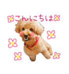 わんにゃんの毎日❤（個別スタンプ：6）