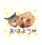 わんにゃんの毎日❤（個別スタンプ：9）