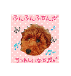 わんにゃんの毎日❤（個別スタンプ：12）