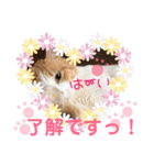わんにゃんの毎日❤（個別スタンプ：13）
