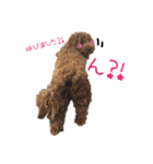わんにゃんの毎日❤（個別スタンプ：14）