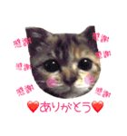 わんにゃんの毎日❤（個別スタンプ：15）