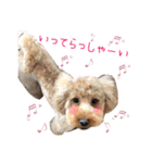 わんにゃんの毎日❤（個別スタンプ：17）