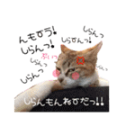 わんにゃんの毎日❤（個別スタンプ：19）