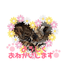 わんにゃんの毎日❤（個別スタンプ：20）