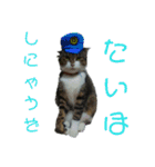 いわたみーと さん（個別スタンプ：13）