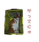 いわたみーと さん（個別スタンプ：34）