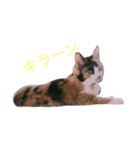 猫のてんちゃんスタンプ（個別スタンプ：7）