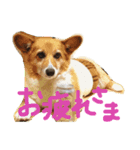 ぽっちゃりコーギーはなさんの日常。5（個別スタンプ：1）