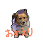 ぽっちゃりコーギーはなさんの日常。5（個別スタンプ：2）