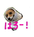 ぽっちゃりコーギーはなさんの日常。5（個別スタンプ：6）