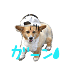 ぽっちゃりコーギーはなさんの日常。5（個別スタンプ：8）