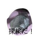 うまるちゃん(はむちゃん)（個別スタンプ：5）