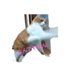 コロです。（個別スタンプ：1）