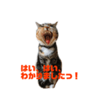 ねこばっか（個別スタンプ：4）