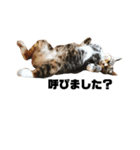 ねこばっか（個別スタンプ：7）