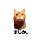 ねこばっか（個別スタンプ：8）