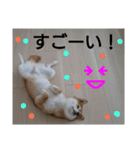 柴犬ゆきち へそ天版（個別スタンプ：2）