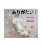 柴犬ゆきち へそ天版（個別スタンプ：5）
