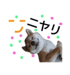 柴犬ゆきち へそ天版（個別スタンプ：6）