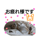 柴犬ゆきち へそ天版（個別スタンプ：7）