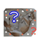柴犬ゆきち へそ天版（個別スタンプ：8）