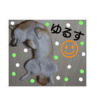 柴犬ゆきち へそ天版（個別スタンプ：10）