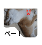 柴犬ゆきち へそ天版（個別スタンプ：11）