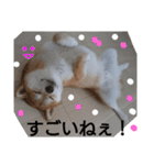 柴犬ゆきち へそ天版（個別スタンプ：13）