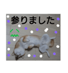 柴犬ゆきち へそ天版（個別スタンプ：14）