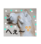 柴犬ゆきち へそ天版（個別スタンプ：18）