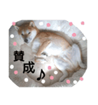 柴犬ゆきち へそ天版（個別スタンプ：19）