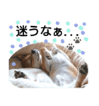 柴犬ゆきち へそ天版（個別スタンプ：20）