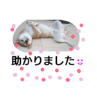 柴犬ゆきち へそ天版（個別スタンプ：23）