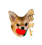 かぼすとあんずⅡ（個別スタンプ：2）