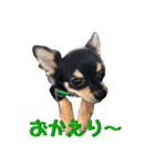 かぼすとあんずⅡ（個別スタンプ：3）