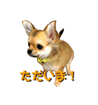 かぼすとあんずⅡ（個別スタンプ：4）