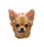 かぼすとあんずⅡ（個別スタンプ：6）