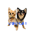 かぼすとあんずⅡ（個別スタンプ：12）
