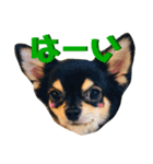 かぼすとあんずⅡ（個別スタンプ：13）