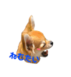 かぼすとあんずⅡ（個別スタンプ：15）