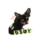 かぼすとあんずⅡ（個別スタンプ：21）