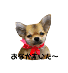 かぼすとあんずⅡ（個別スタンプ：22）