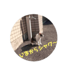 にゃんたろースタンプ（個別スタンプ：4）