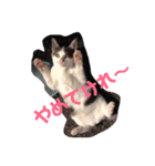 にゃんたろースタンプ（個別スタンプ：5）