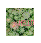 flowershop*（個別スタンプ：4）
