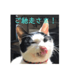 キャッツの日常2（個別スタンプ：1）