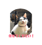 キャッツの日常2（個別スタンプ：6）