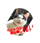 キャッツの日常2（個別スタンプ：7）